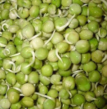 Semences Pois vert à germer (Pisum sativum)
