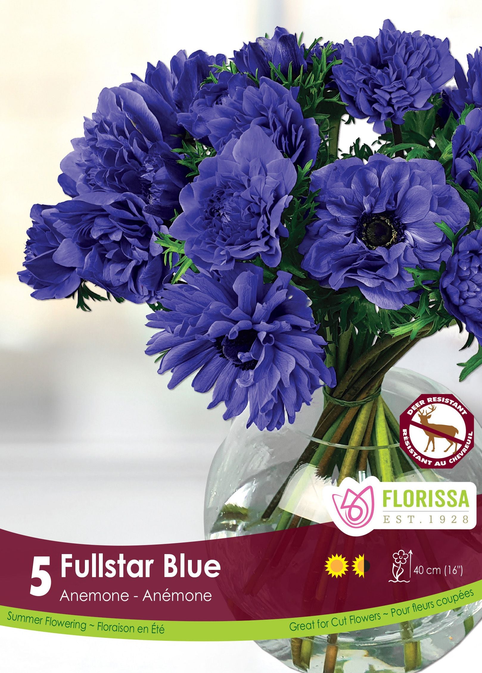 Anémone Fullstar ‘Bleu’ (<em>Anemone coronaria</em> ‘Fullstar Blue’)