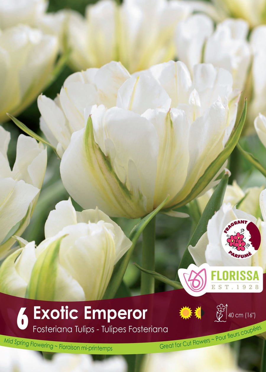Tulipe Exotic Emperor ( Tulipa ) : des tulipes doubles blanches marquées de vert à la base. Le visuel Florissa présente la plante et son nom dans la partie inférieure de l’étiquette. La photographie occupe presque toute la surface, tandis que le bandeau du bas rassemble les indications du produit. Cette vue permet de reconnaître son apparence et de distinguer la variété présentée.