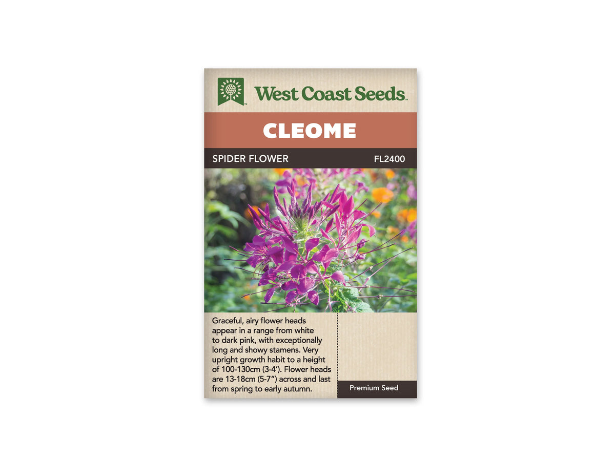 Sachet Spider Flower de West Coast Seeds sur fond blanc. La photo montre une grappe de fleurs rose violet avec de longues étamines fines et des boutons dressés au sommet. Le fond présente du feuillage vert et quelques taches orangées. Le bandeau indique Cleome; Spider Flower et la référence FL2400 apparaissent dans la bande brune.