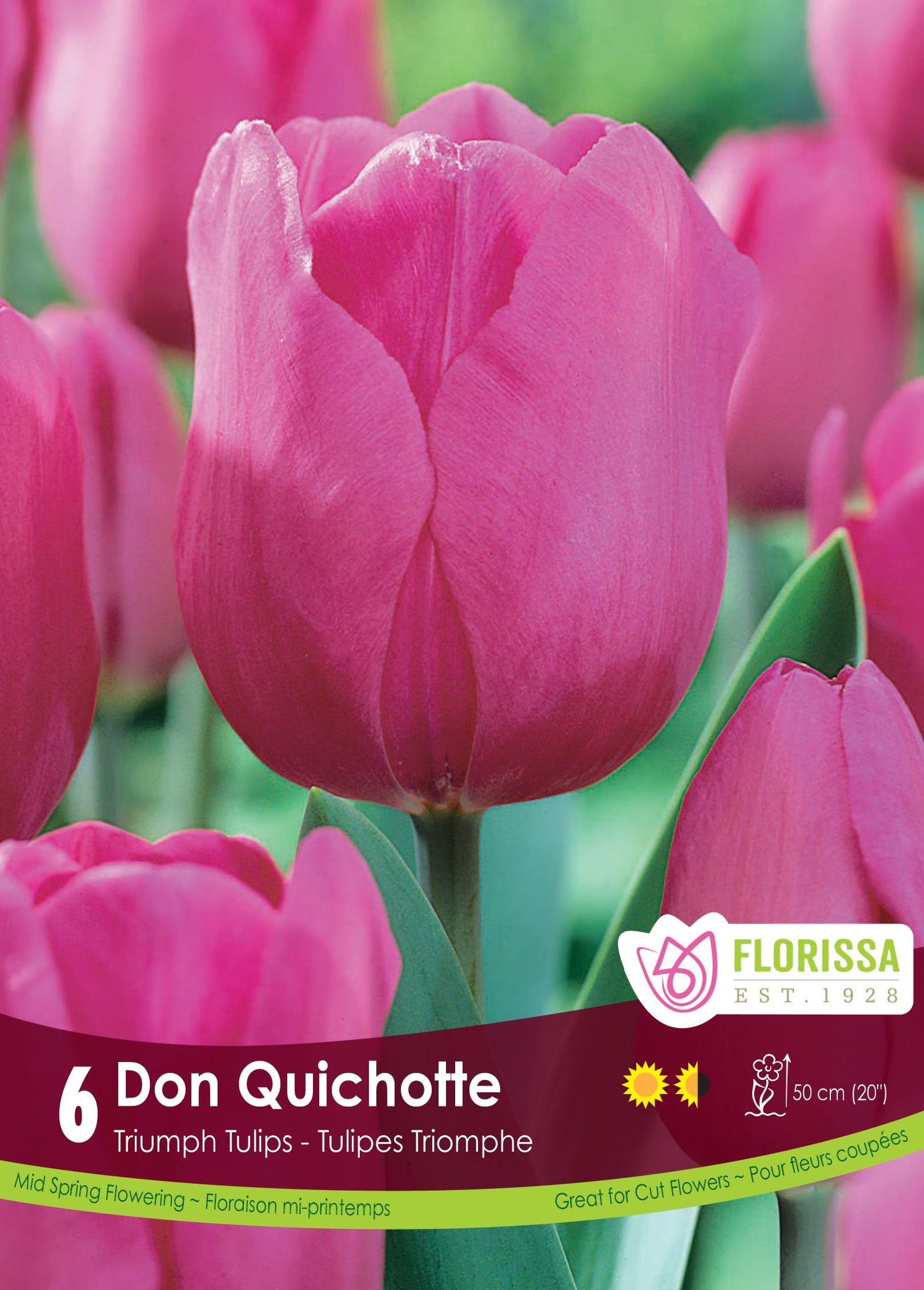 Don Quichotte Tulip