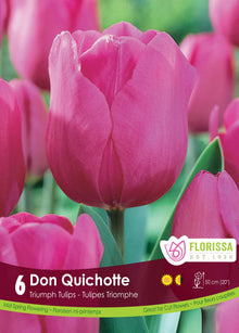 Tulipe Don Quichotte ( Tulipa ) : une tulipe rose pourpré aux pétales lisses. Le visuel Florissa présente la plante et son nom dans la partie inférieure de l’étiquette. La photographie occupe presque toute la surface, tandis que le bandeau du bas rassemble les indications du produit. Cette vue permet de reconnaître son apparence et de distinguer la variété présentée.