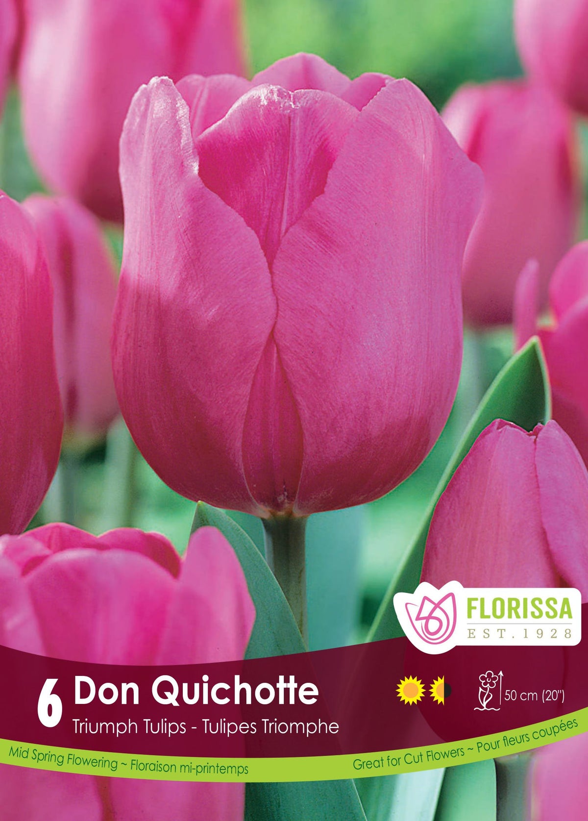 Tulipe Don Quichotte ( Tulipa ) : une tulipe rose pourpré aux pétales lisses. Le visuel Florissa présente la plante et son nom dans la partie inférieure de l’étiquette. La photographie occupe presque toute la surface, tandis que le bandeau du bas rassemble les indications du produit. Cette vue permet de reconnaître son apparence et de distinguer la variété présentée.