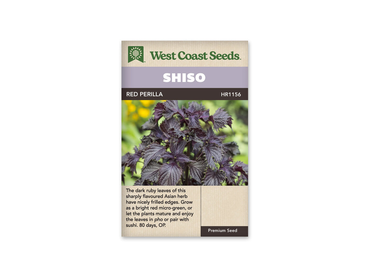 Sachet West Coast Seeds identifié Shiso et Red Perilla. La photo montre un plant aux feuilles pourpres, larges et nervurées, dont les bords sont dentés et ondulés. Les pousses se détachent sur un arrière-plan vert et jaune flou. Un bandeau mauve porte le nom Shiso, au-dessus de la photo, sous le logo vert de la marque.