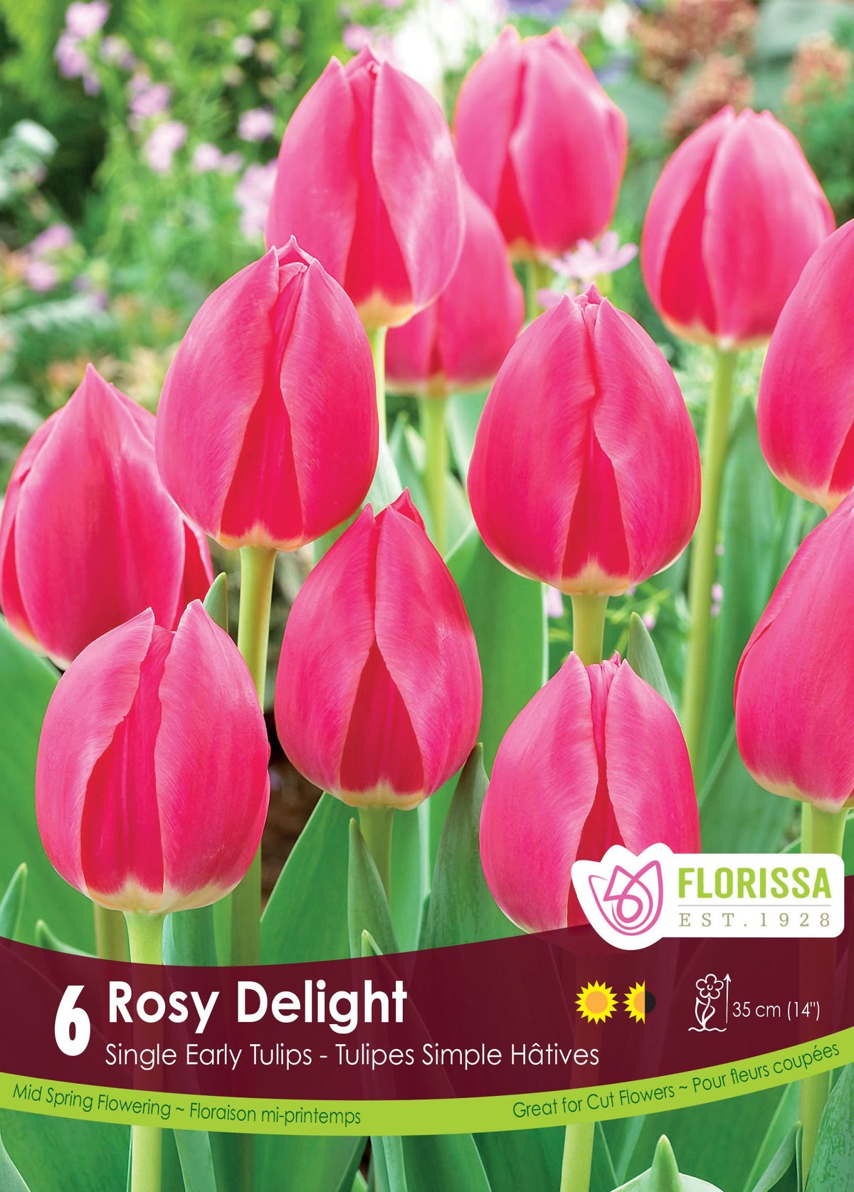 Tulipe Rosy Delight ( Tulipa ) : des tulipes rose vif sur de longues tiges vertes. Le visuel Florissa présente la plante et son nom dans la partie inférieure de l’étiquette. La photographie occupe presque toute la surface, tandis que le bandeau du bas rassemble les indications du produit. Cette vue permet de reconnaître son apparence et de distinguer la variété présentée.