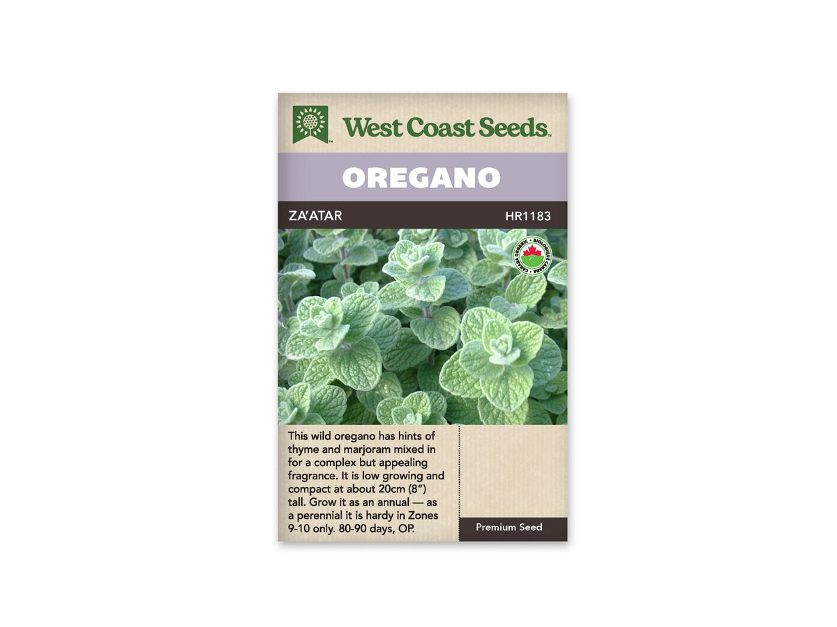 Sachet d’origan zaatar biologique West Coast Seeds présenté de face sur fond blanc. La photographie montre des feuilles gris-vert ovales, légèrement gaufrées, regroupées sur de petites tiges. Le bandeau mauve porte OREGANO, et ZAATAR apparaît sur la bande foncée. Un petit logo biologique est visible au-dessus de la description anglaise dans la partie beige inférieure.