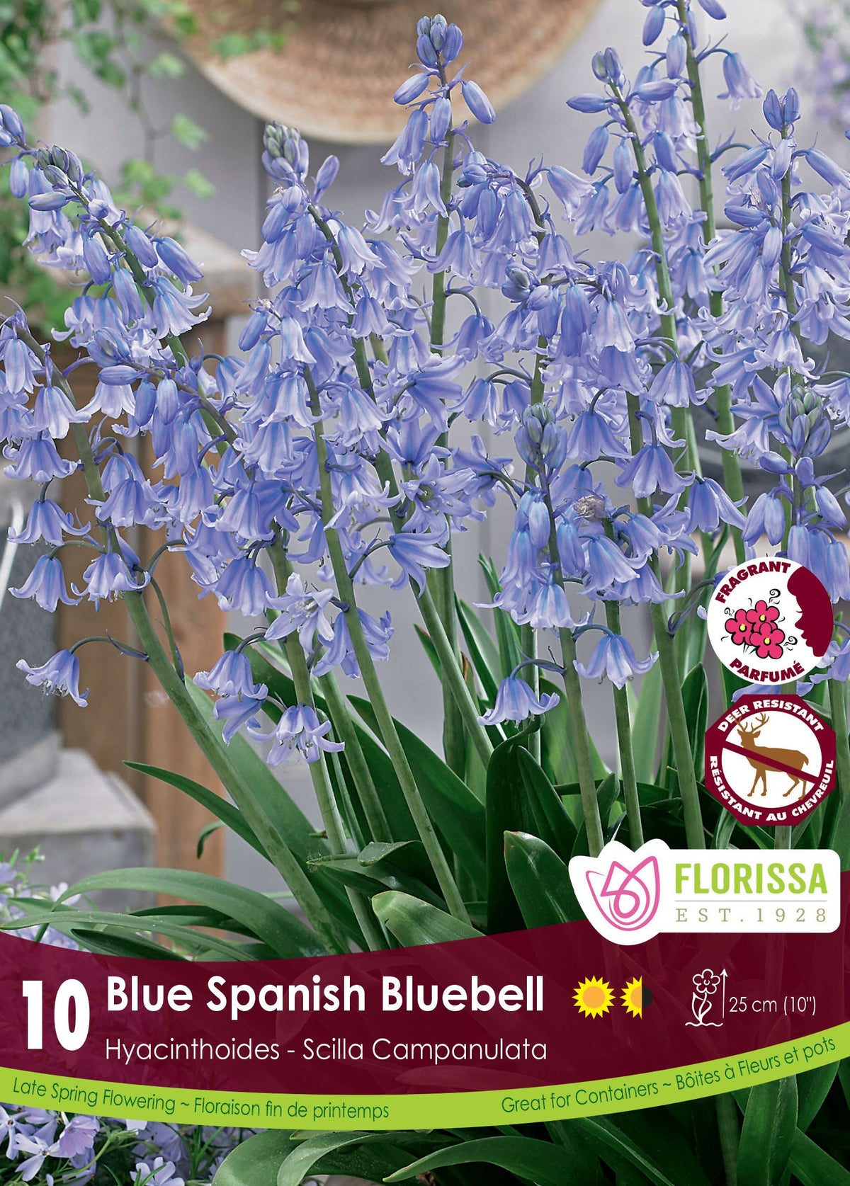 Jacinthe d’Espagne bleue ( Hyacinthoides hispanica) : des grappes de clochettes bleues au-dessus de longues feuilles vertes. Le visuel Florissa présente la plante et son nom dans la partie inférieure de l’étiquette. La photographie occupe presque toute la surface, tandis que le bandeau du bas rassemble les indications du produit. Cette vue permet de reconnaître son apparence et de distinguer la variété présentée.