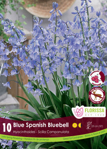 Jacinthe d’Espagne bleue ( Hyacinthoides hispanica) : des grappes de clochettes bleues au-dessus de longues feuilles vertes. Le visuel Florissa présente la plante et son nom dans la partie inférieure de l’étiquette. La photographie occupe presque toute la surface, tandis que le bandeau du bas rassemble les indications du produit. Cette vue permet de reconnaître son apparence et de distinguer la variété présentée.