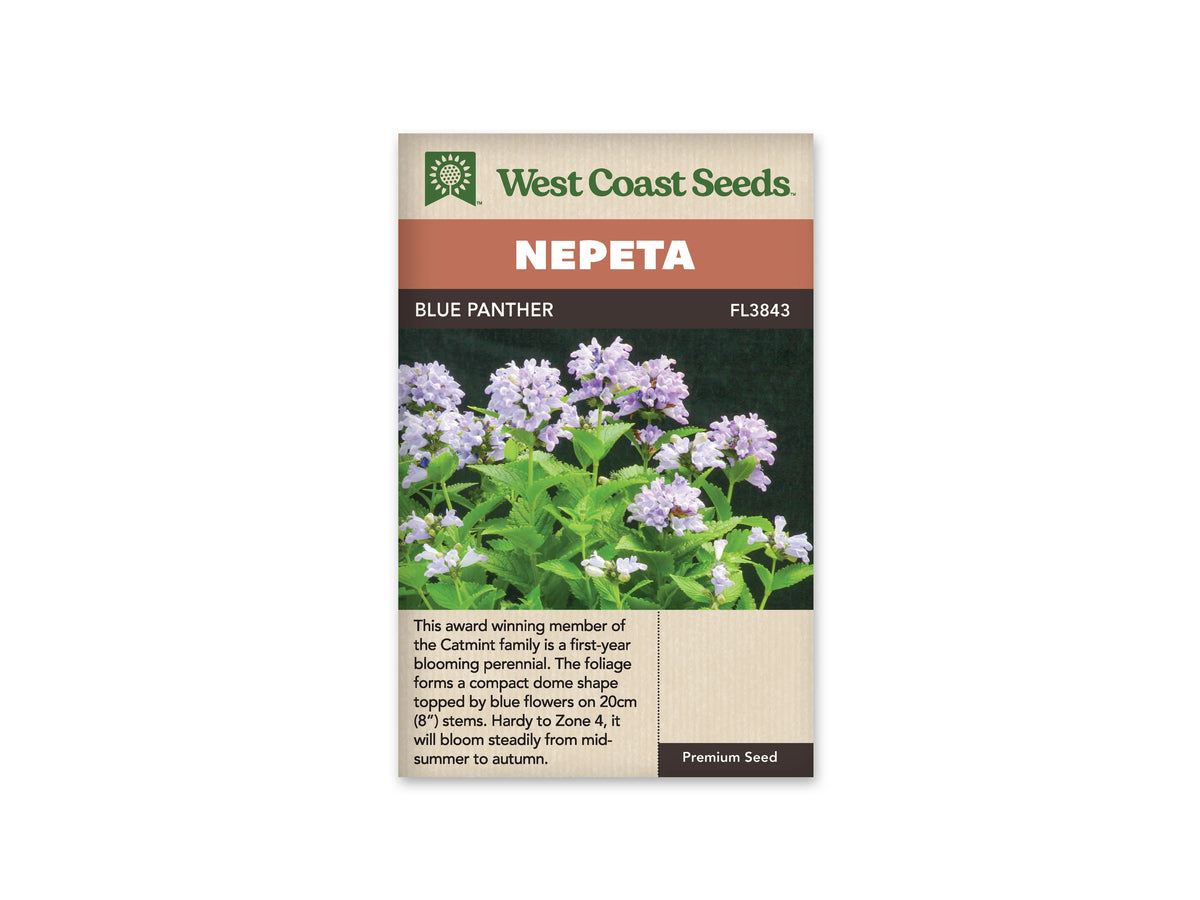 Sachet Blue Panther de West Coast Seeds sur fond blanc. La photo montre des bouquets de petites fleurs bleu lavande pâle au sommet de tiges dressées. Des feuilles vertes dentées, opposées par paires, remplissent le bas de la plante sur un fond sombre. Le bandeau orange indique Nepeta; la bande brune porte Blue Panther et le code FL3843.