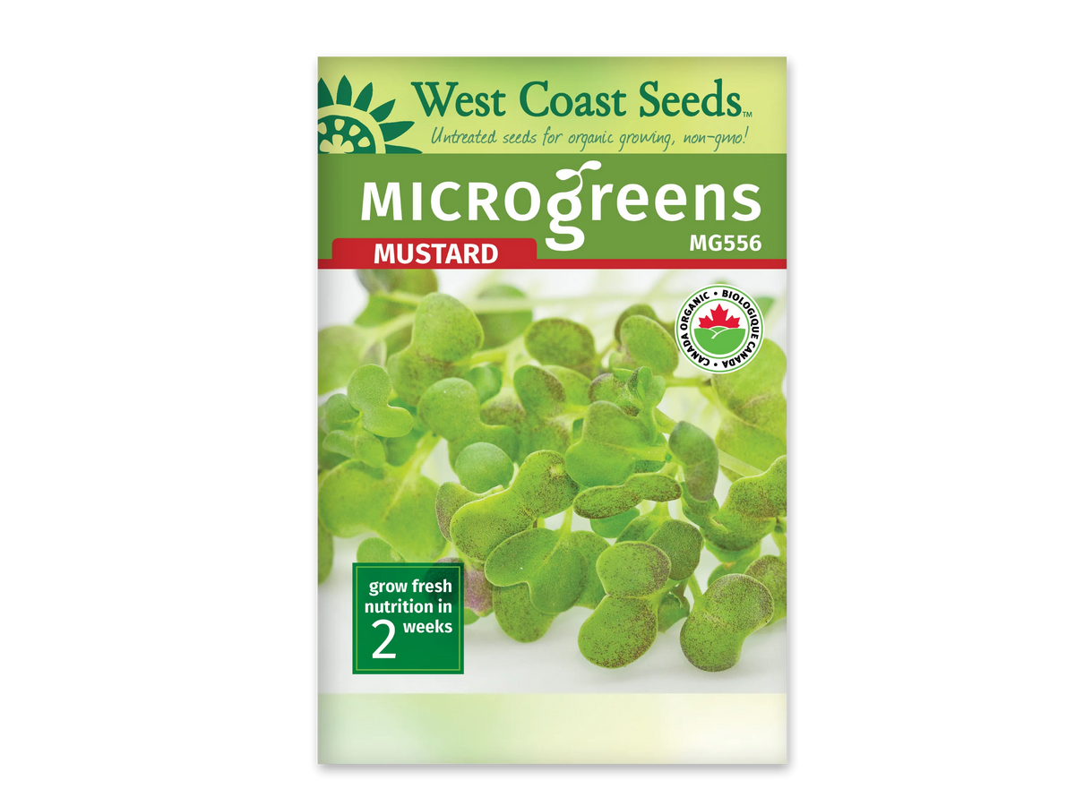 Sachet blanc West Coast Seeds pour micropousses de moutarde, avec le nom anglais Mustard en rouge sous un bandeau vert. La photo montre de petites feuilles vertes arrondies, parfois nuancées de pourpre, sur des tiges pâles. Le code MG556 figure sous le nom. Le logo biologique canadien apparaît à droite et le délai de deux semaines en bas.