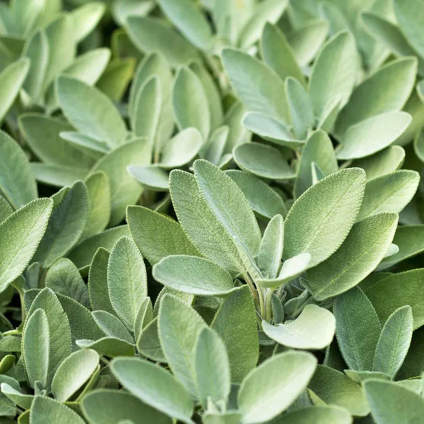 Semences Hortinova de Sauge, produit destiné au potager et présenté pour identifier clairement le cultivar avant le semis. Vue 1 de l'emballage ou du produit, à utiliser comme repère visuel avec les conseils de culture, l'exposition, l'arrosage et la récolte indiqués dans la fiche française de Pépinière.ca. Pour Sauge, des observations régulières permettent d'ajuster les soins aux conditions réelles du jardin.