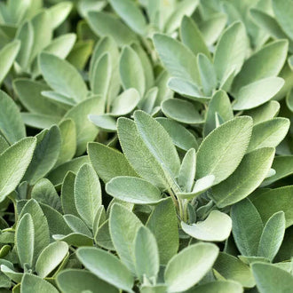Semences Hortinova de Sauge, produit destiné au potager et présenté pour identifier clairement le cultivar avant le semis. Vue 1 de l'emballage ou du produit, à utiliser comme repère visuel avec les conseils de culture, l'exposition, l'arrosage et la récolte indiqués dans la fiche française de Pépinière.ca. Pour Sauge, des observations régulières permettent d'ajuster les soins aux conditions réelles du jardin.