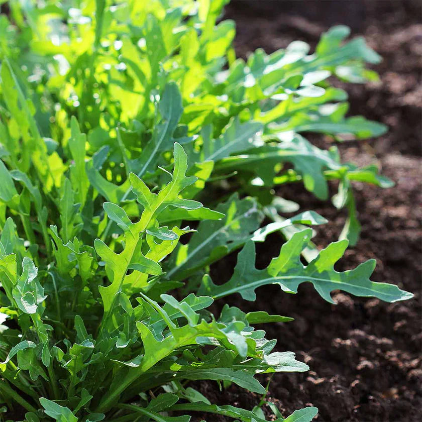 Semences Hortinova de Roquette sauvage, produit destiné au potager et présenté pour identifier clairement le cultivar avant le semis. Vue 1 de l'emballage ou du produit, à utiliser comme repère visuel avec les conseils de culture, l'exposition, l'arrosage et la récolte indiqués dans la fiche française de Pépinière.ca. Pour Roquette sauvage, des observations régulières permettent d'ajuster les soins aux conditions réelles du jardin.