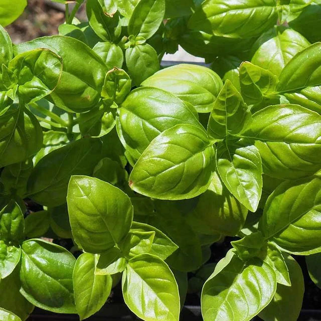 Semences Hortinova de Basilic 'Genovese', produit destiné au potager et présenté pour identifier clairement le cultivar avant le semis. Vue 1 de l'emballage ou du produit, à utiliser comme repère visuel avec les conseils de culture, l'exposition, l'arrosage et la récolte indiqués dans la fiche française de Pépinière.ca. Pour Basilic 'Genovese', des observations régulières permettent d'ajuster les soins aux conditions réelles du jardin.