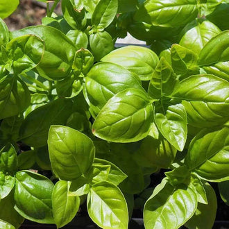 Semences Hortinova de Basilic 'Genovese', produit destiné au potager et présenté pour identifier clairement le cultivar avant le semis. Vue 1 de l'emballage ou du produit, à utiliser comme repère visuel avec les conseils de culture, l'exposition, l'arrosage et la récolte indiqués dans la fiche française de Pépinière.ca. Pour Basilic 'Genovese', des observations régulières permettent d'ajuster les soins aux conditions réelles du jardin.