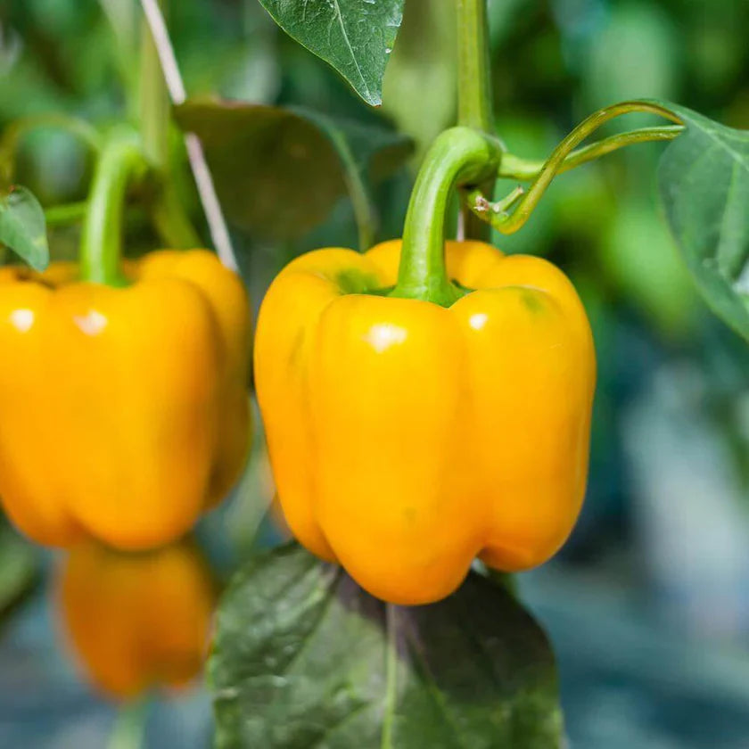 Yellow Sweet Pepper 'Golden Wonder'