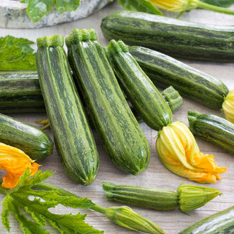 Semences Hortinova de Zucchini 'Cocozelle', produit destiné au potager et présenté pour identifier clairement le cultivar avant le semis. Vue 1 de l'emballage ou du produit, à utiliser comme repère visuel avec les conseils de culture, l'exposition, l'arrosage et la récolte indiqués dans la fiche française de Pépinière.ca. Pour Zucchini 'Cocozelle', des observations régulières permettent d'ajuster les soins aux conditions réelles du jardin.