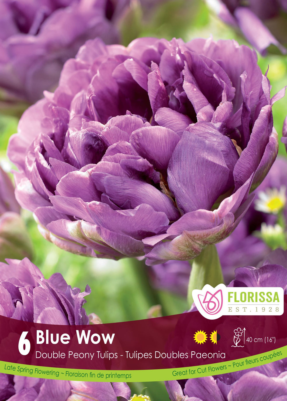 Blue Wow Tulip