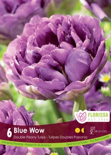 Tulipe Blue Wow