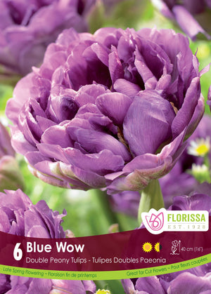 Blue Wow Tulip