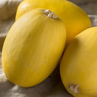 Semences Hortinova de Courge 'Spaghetti', produit destiné au potager et présenté pour identifier clairement le cultivar avant le semis. Vue 1 de l'emballage ou du produit, à utiliser comme repère visuel avec les conseils de culture, l'exposition, l'arrosage et la récolte indiqués dans la fiche française de Pépinière.ca. Pour Courge 'Spaghetti', des observations régulières permettent d'ajuster les soins aux conditions réelles du jardin.