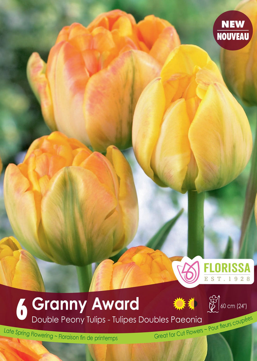 Tulipe Granny Award ( Tulipa ) : des tulipes doubles jaune crème teintées d’orange. Le visuel Florissa présente la plante et son nom dans la partie inférieure de l’étiquette. La photographie occupe presque toute la surface, tandis que le bandeau du bas rassemble les indications du produit. Cette vue permet de reconnaître son apparence et de distinguer la variété présentée.