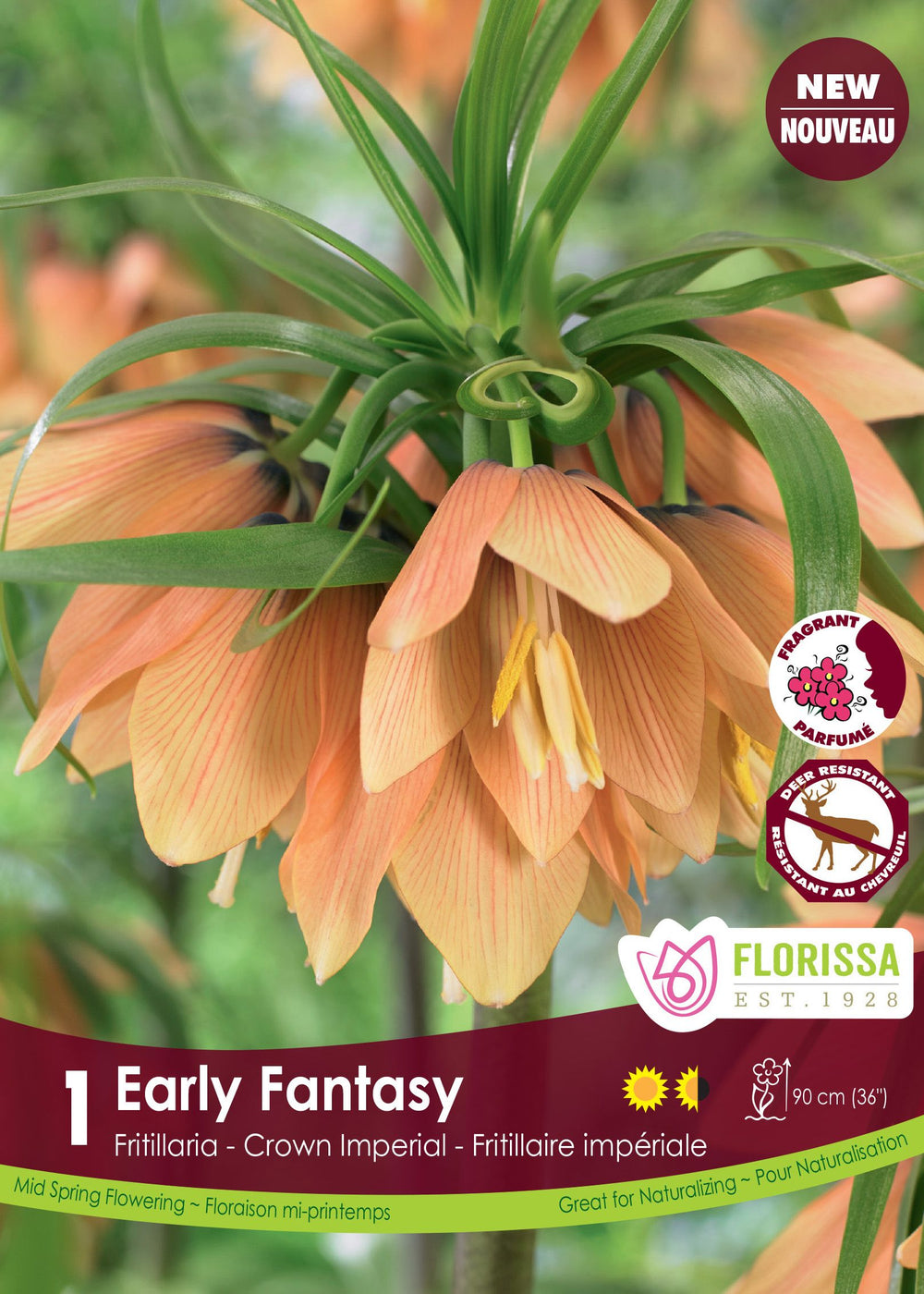 Early Fantasy Fritillaria