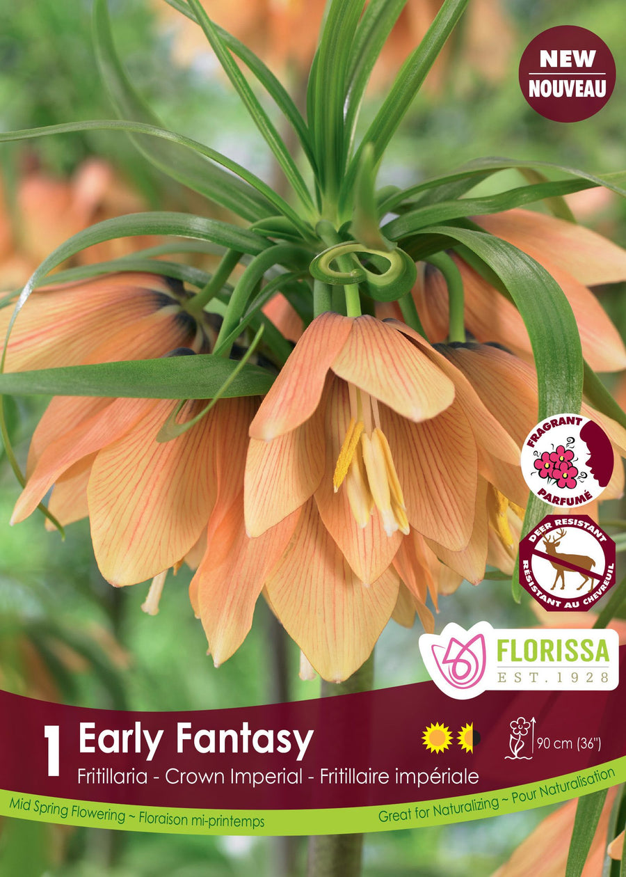 Fritillaria 'Early Fantasy'