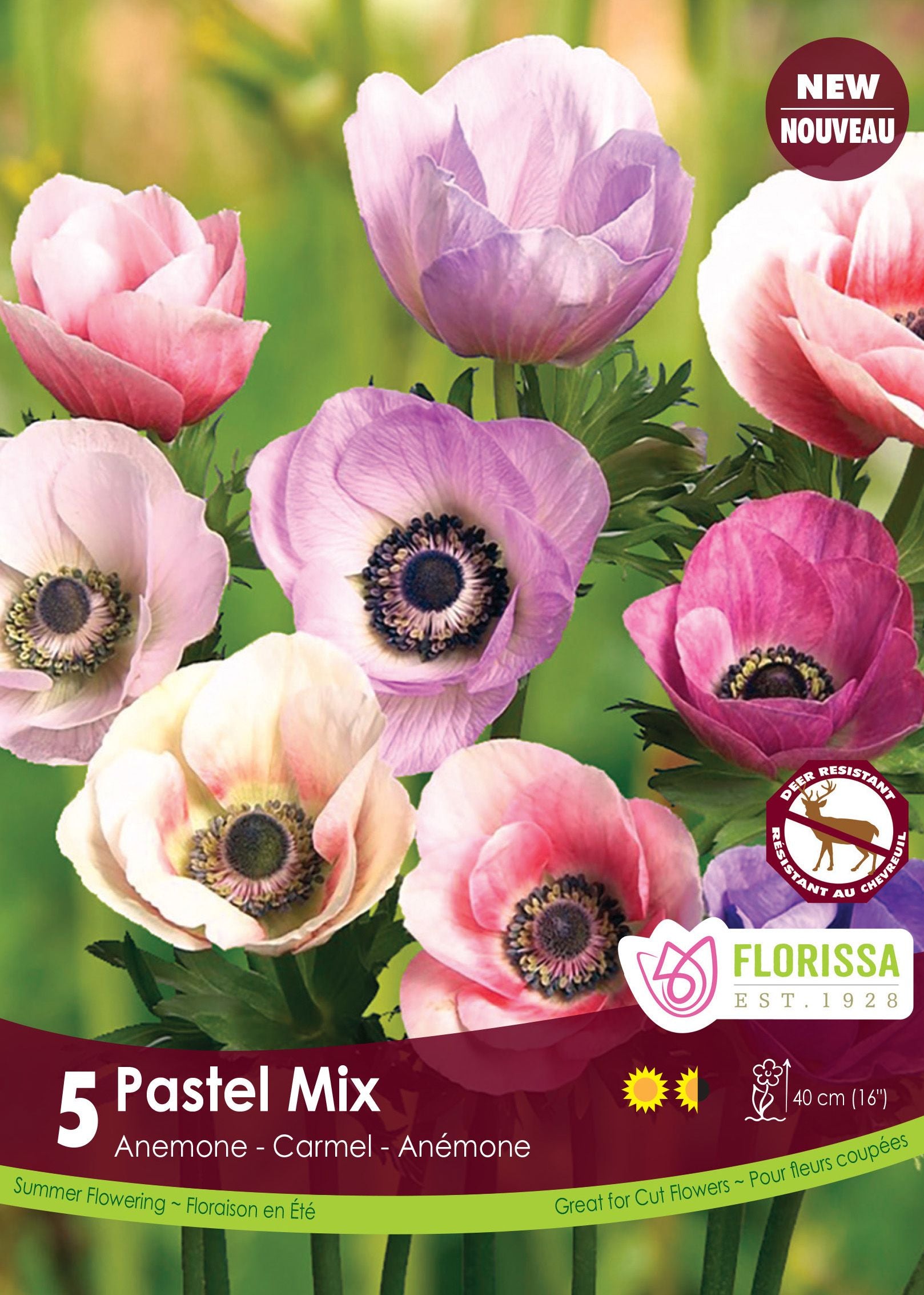 Anémone Carmel Pastel Mix (<em>Anemone coronaria</em> ‘Carmel Pastel Mix’)