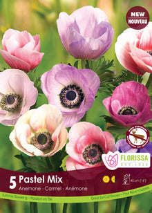 Anémone Carmel Pastel Mix (<em>Anemone coronaria</em> ‘Carmel Pastel Mix’)