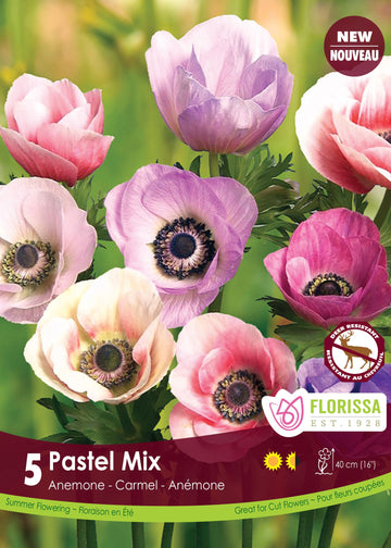 Anémone 'Carmel Pastel Mix'
