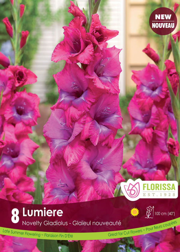 Gladiolus 'Lumière'