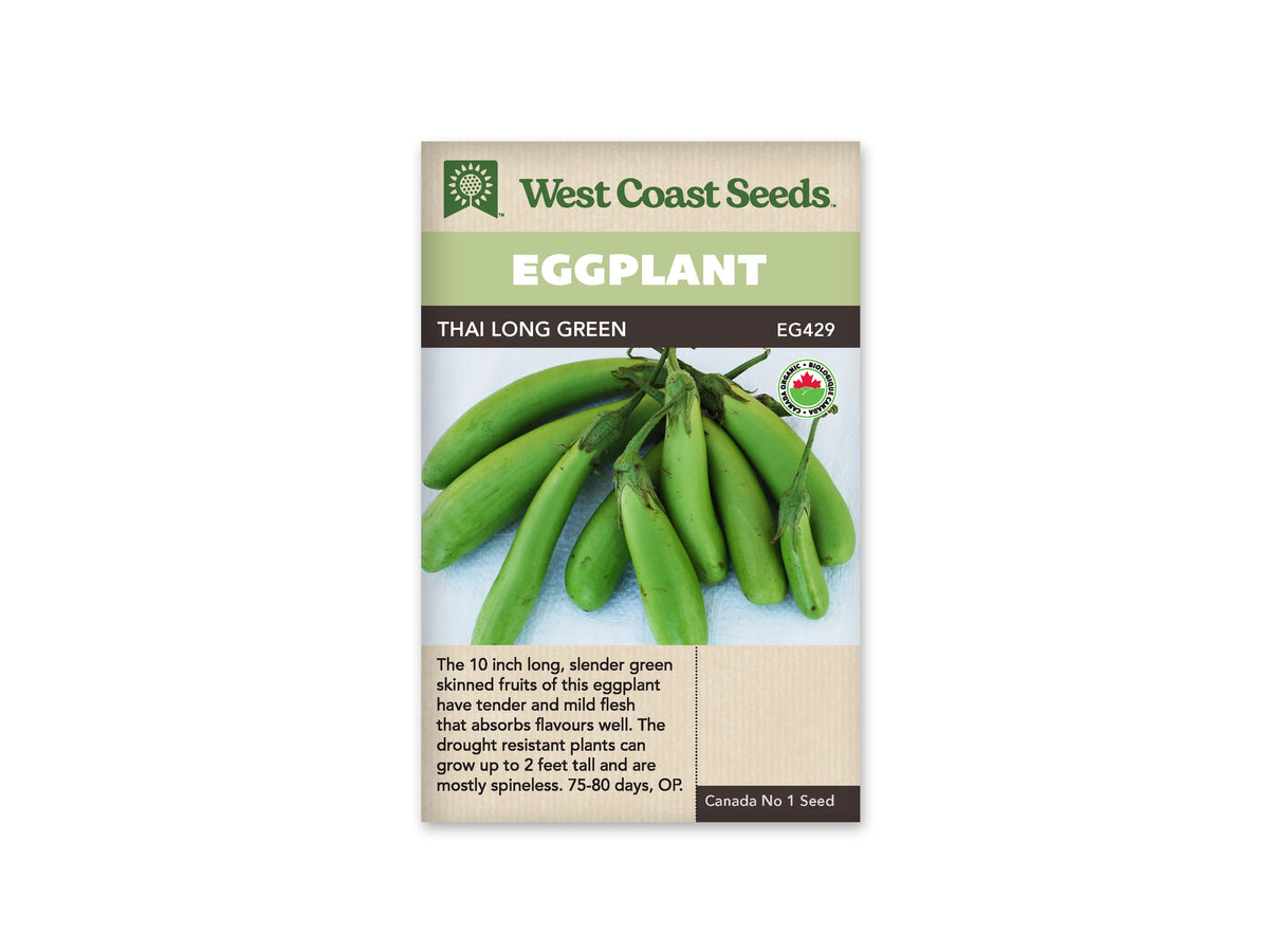 Sachet Thai Long Green de West Coast Seeds avec une bande vert pâle et le nom sur fond sombre. La photo montre un groupe de longues aubergines vert clair, lisses et légèrement courbées, avec leurs calices verts, sur un fond clair. Un logo biologique apparaît à droite; le texte du bas est sur fond beige.