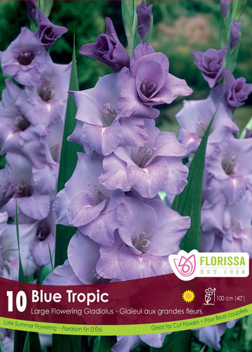 Glaïeul 'Blue Tropic'
