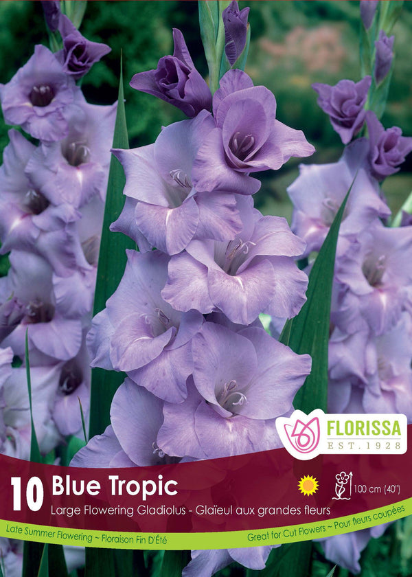 Gladiolus 'Blue Tropic'