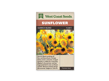Sachet beige de semences Sunrich Blend avec bandeau terre cuite et nom sur fond brun. Un bouquet dense de tournesols jaunes et dorés remplit la photographie. Certains disques sont verts et dorés, d'autres presque noirs. Des tiges, des feuilles et un feuillage fin plus clair se mêlent entre les fleurs, présentées sous différents angles.