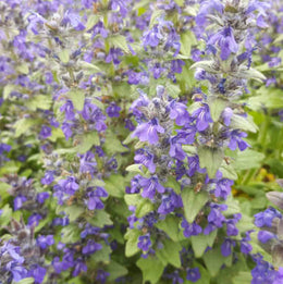 Bugle 'Ajuga'
