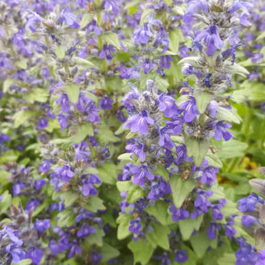 Bugle rampant 'Ajuga'