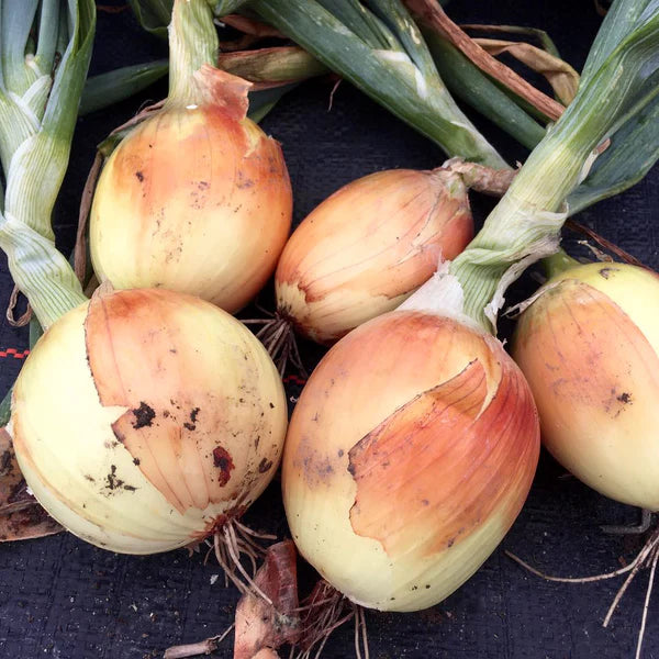 Oignon ‘New York Early’