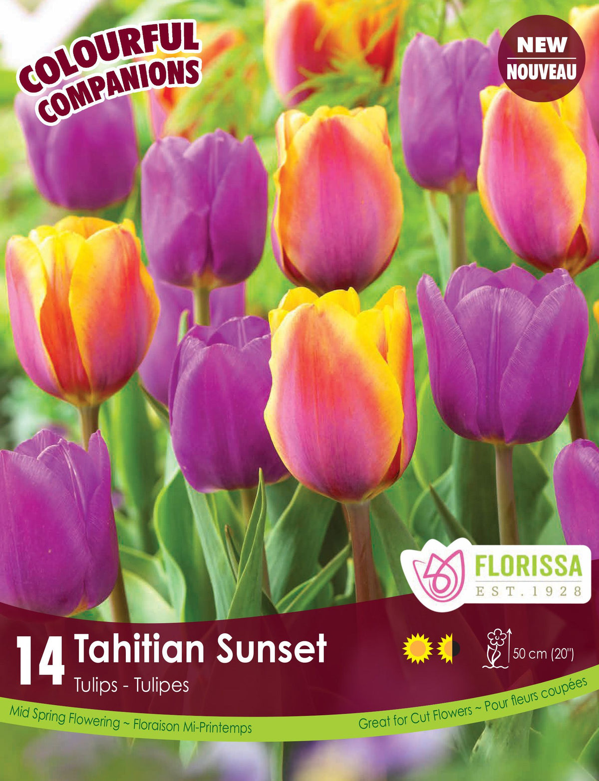 Harmonie florale ‘Tahitian Sunset’ ( Tulipa spp.) : des tulipes pourpres et des tulipes roses bordées de jaune. Le visuel Florissa présente la plante et son nom dans la partie inférieure de l’étiquette. La photographie occupe presque toute la surface, tandis que le bandeau du bas rassemble les indications du produit. Cette vue permet de reconnaître son apparence et de distinguer la variété présentée.