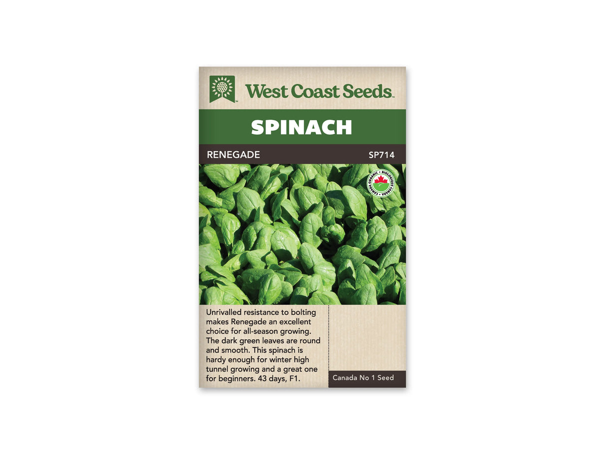 Sachet West Coast Seeds Renegade illustré d’un groupe serré de feuilles d’épinard vertes. Les feuilles ovales montrent des nervures et quelques petites gouttes d’eau. Un logo biologique rond est placé dans le haut droit de la photo. Le nom Renegade apparaît sur le bandeau brun, sous le titre Spinach blanc sur fond vert.