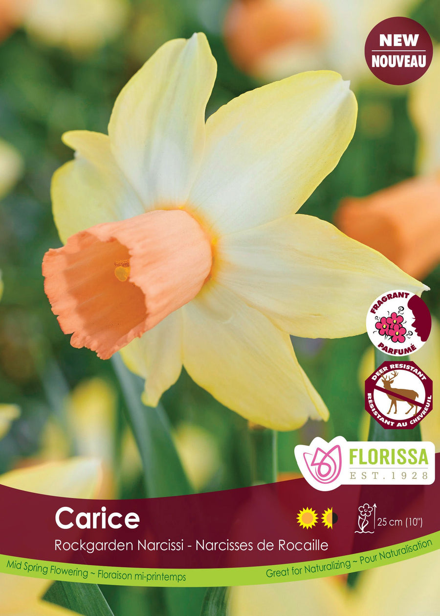 Narcisse Carice ( Narcissus ) : un narcisse jaune pâle à longue trompette pêche. Le visuel Florissa présente la plante et son nom dans la partie inférieure de l’étiquette. La photographie occupe presque toute la surface, tandis que le bandeau du bas rassemble les indications du produit. Cette vue permet de reconnaître son apparence et de distinguer la variété présentée.