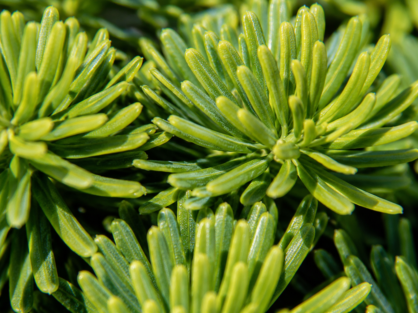 Balsam fir ‘Nana’