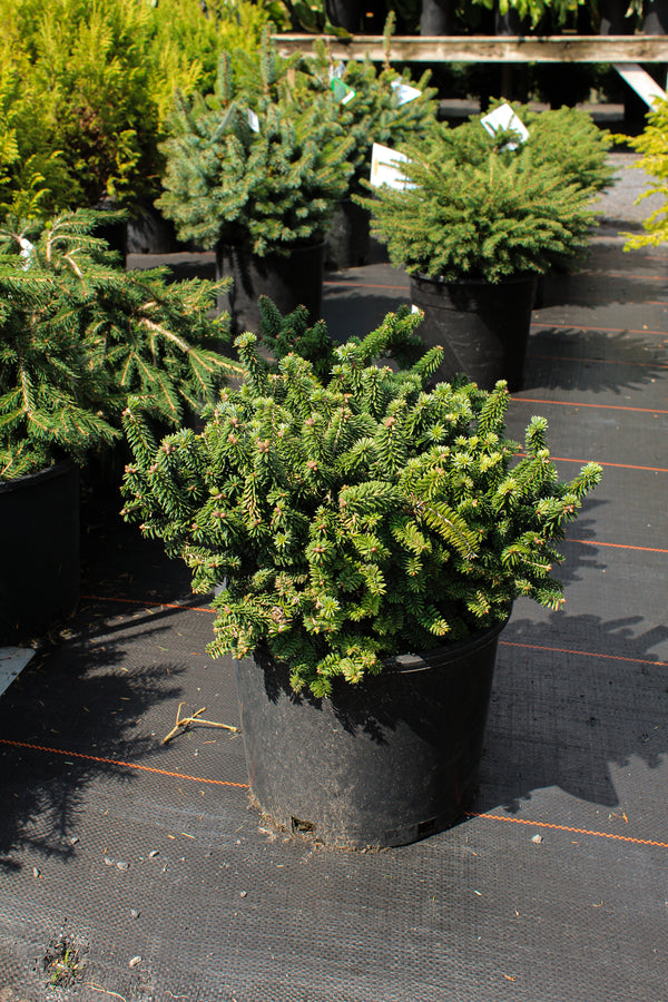 Abies balsamea 'Piccolo'