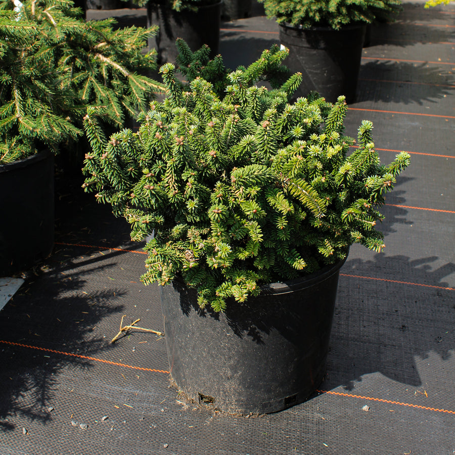 Picea abies 'Motala'