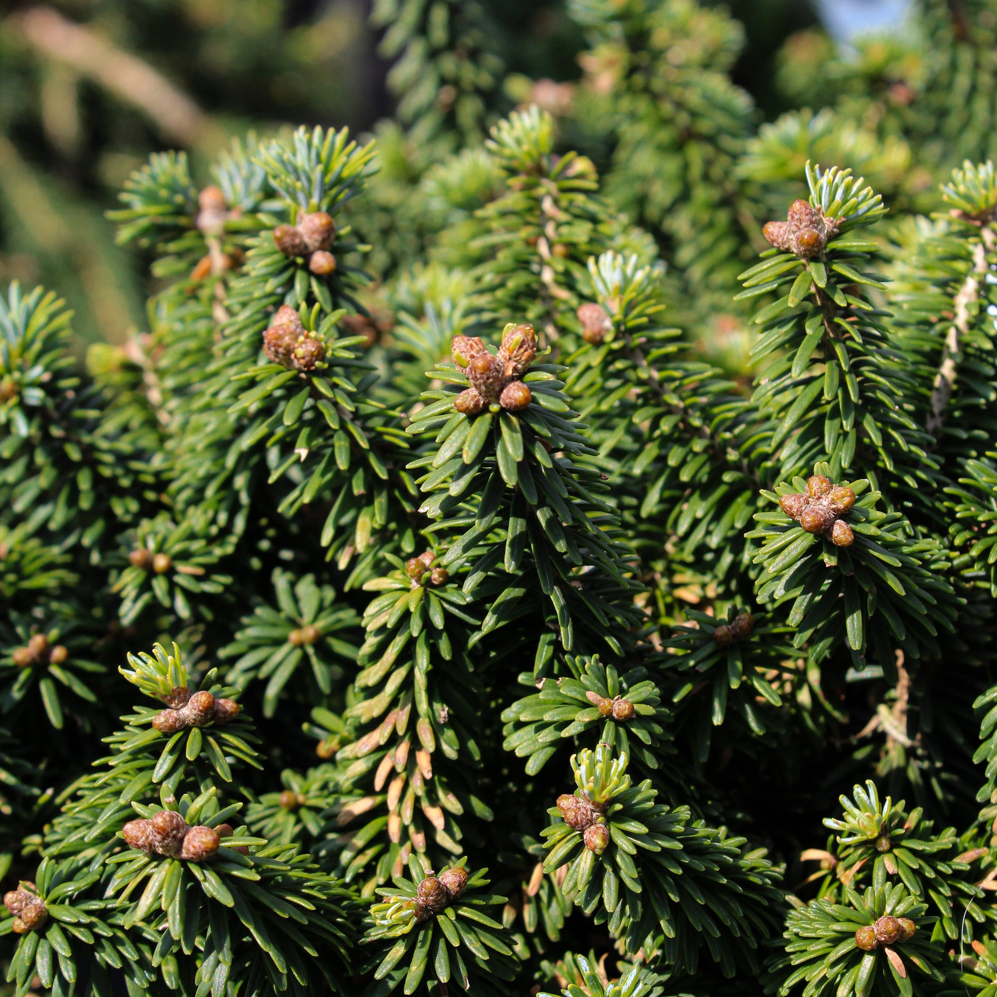 Abies balsamea 'Piccolo'