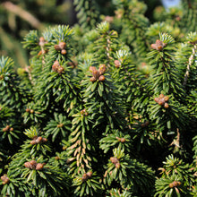 Abies balsamea 'Piccolo'