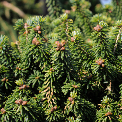 Abies balsamea 'Piccolo'