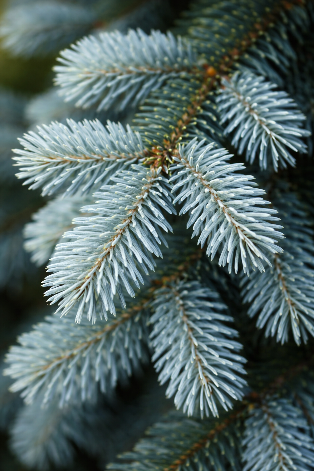 Abies balsamea 'Tyler Blue'