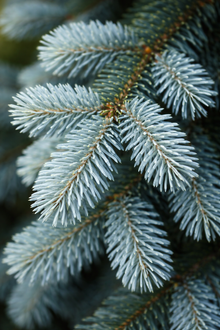 Abies balsamea 'Tyler Blue'